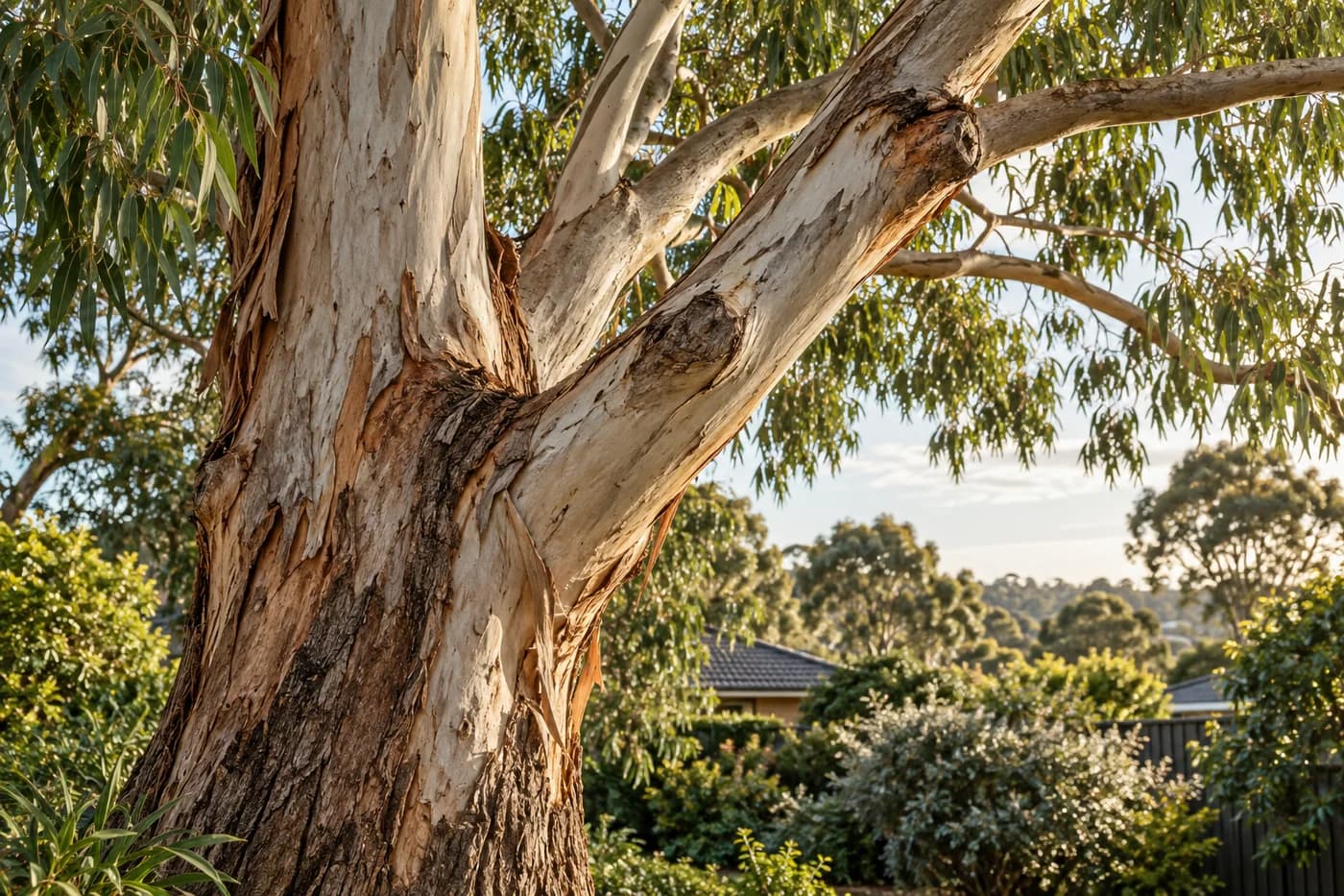 Arborist assessments